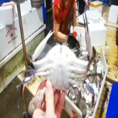 网红梭子蟹 3斤/99元